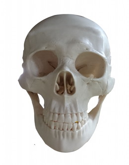 頭蓋骨の縫合
